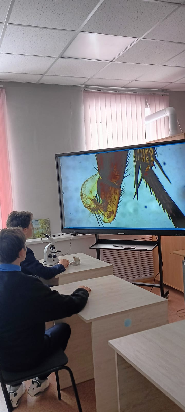 Изучение конечностей насекомых.